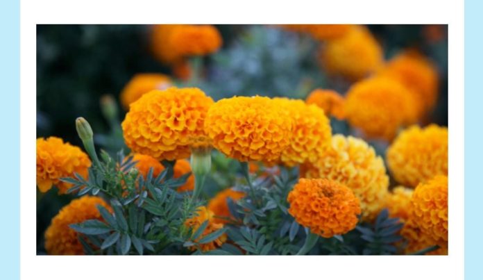 Name this popular variety of flowers amazon quiz