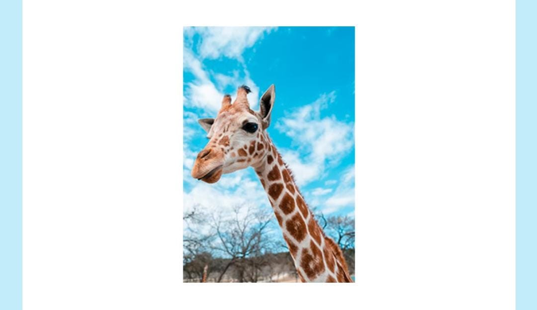 Who was the voice of Melman- the Giraffe in the Madagascar movie series