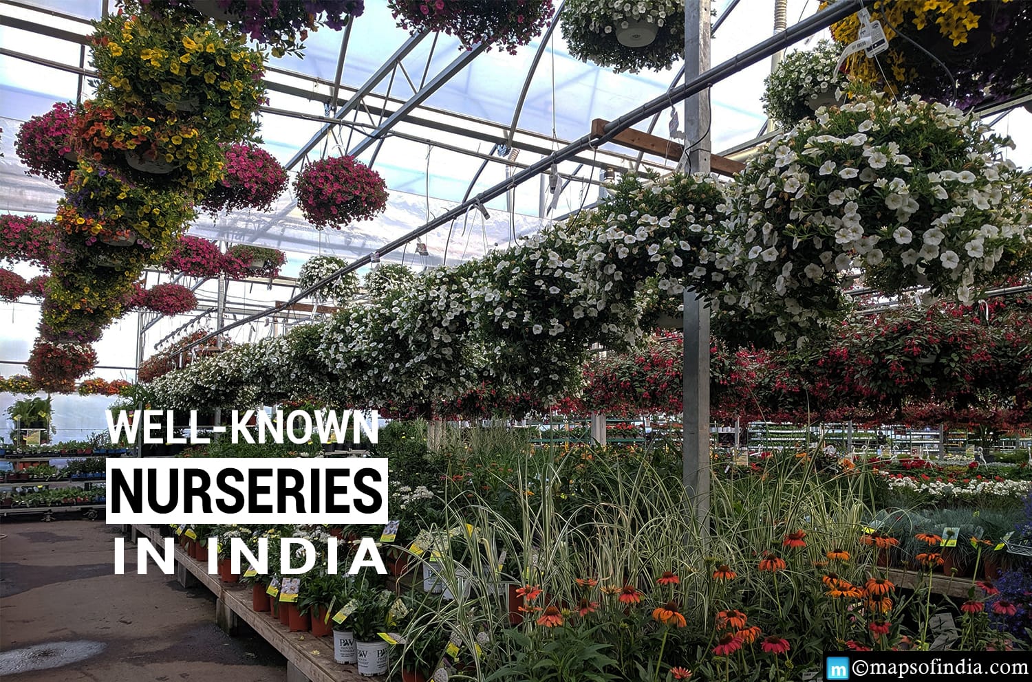 Know about the wellknown Plant Nurseries in India Education Blogs