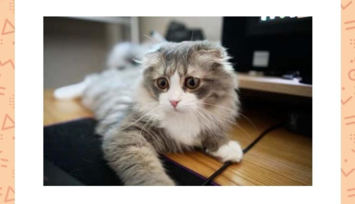 This cat breed is called the Norwegian Forest Cat Fill in the blanks