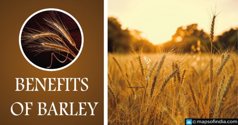 What are the benefits of Barley? What are the benefits of Barley?