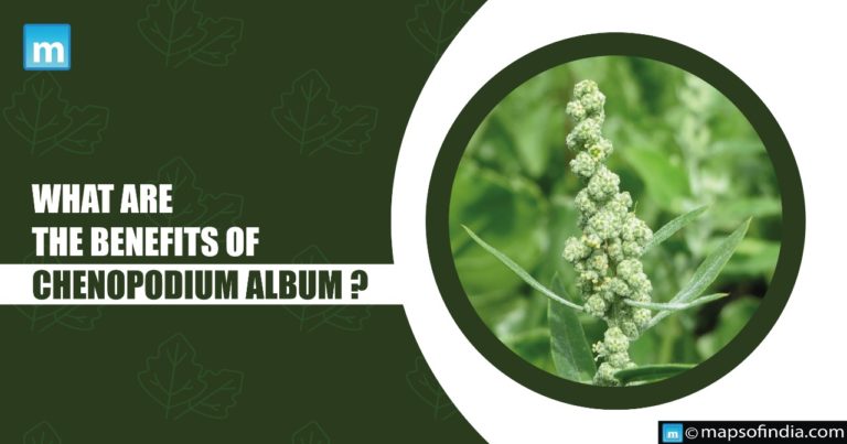 What are the health benefits of Chenopodium album?