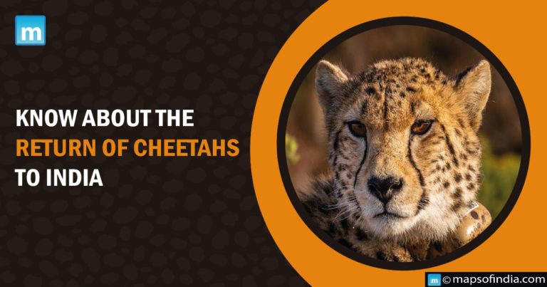 Know about the return of Cheetahs to India