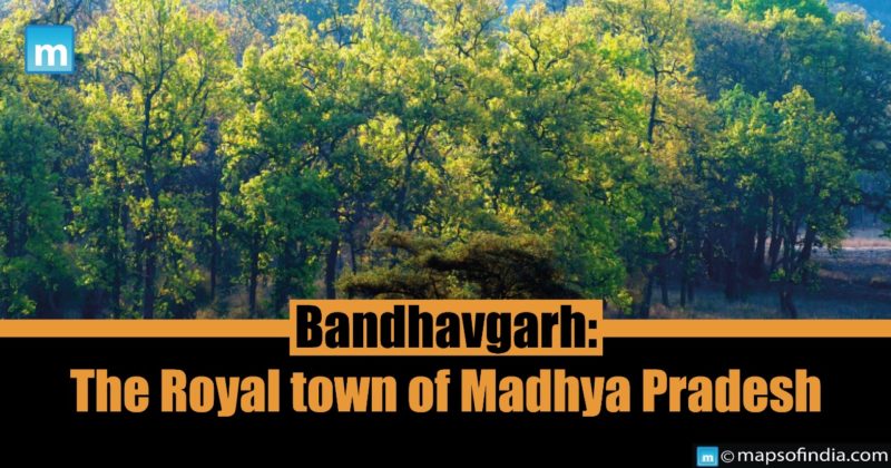 Bandhavgarh: The Royal town of Madhya Pradesh - Animals