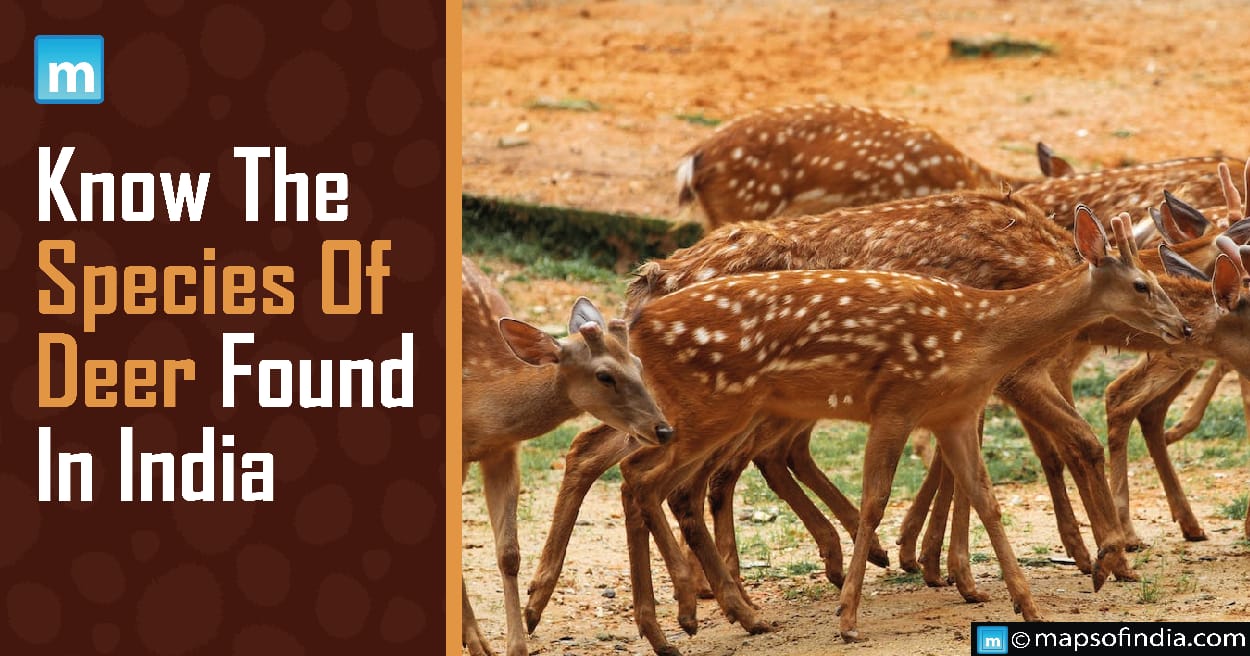 Know The Species Of Deer Found In India - Animals