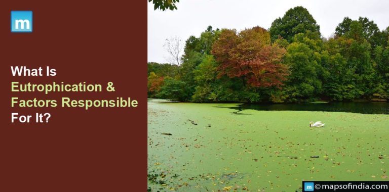 What Is Eutrophication & Factors Responsible For It?