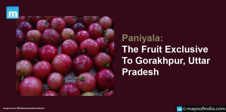Paniyala: The Fruit Exclusive To Gorakhpur, Uttar Pradesh