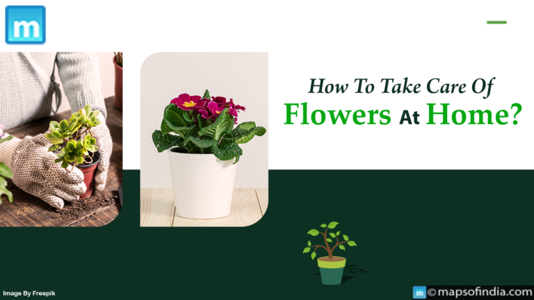 How To Take Care Of Flowers At Home? How To Take Care Of Flowers At Home?