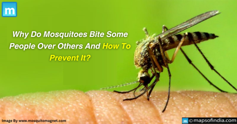 Why Do Mosquitoes Bite Some People Over Others And How To Prevent It? Why Do Mosquitoes Bite Some People Over Others And How To Prevent It?