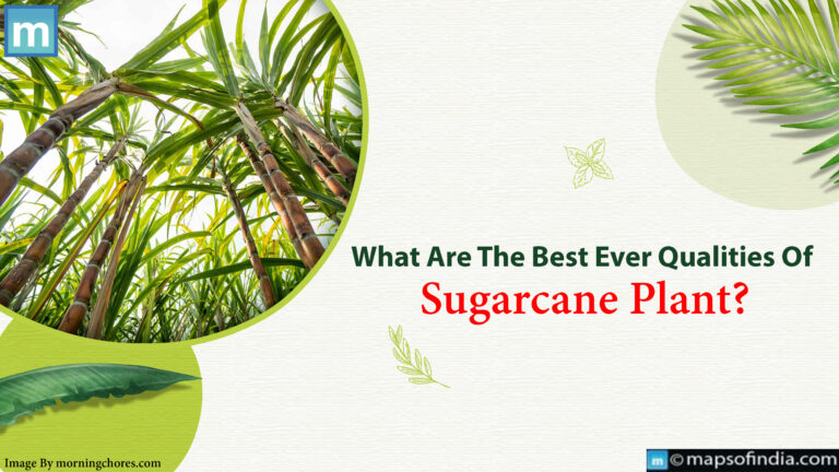 What Are The Best Ever Qualities Of Sugarcane Plant?