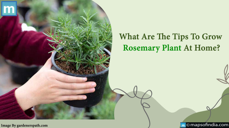 What Are The Tips To Grow Rosemary Plant At Home?