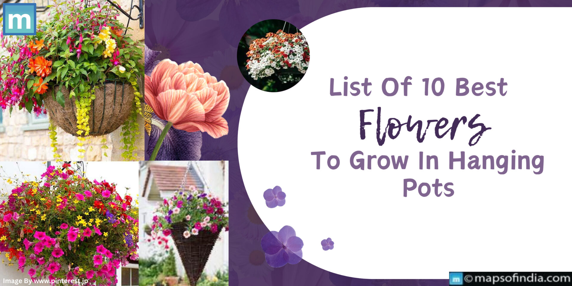 List Of 10 Best Flowers To Grow In Hanging Pots Art
