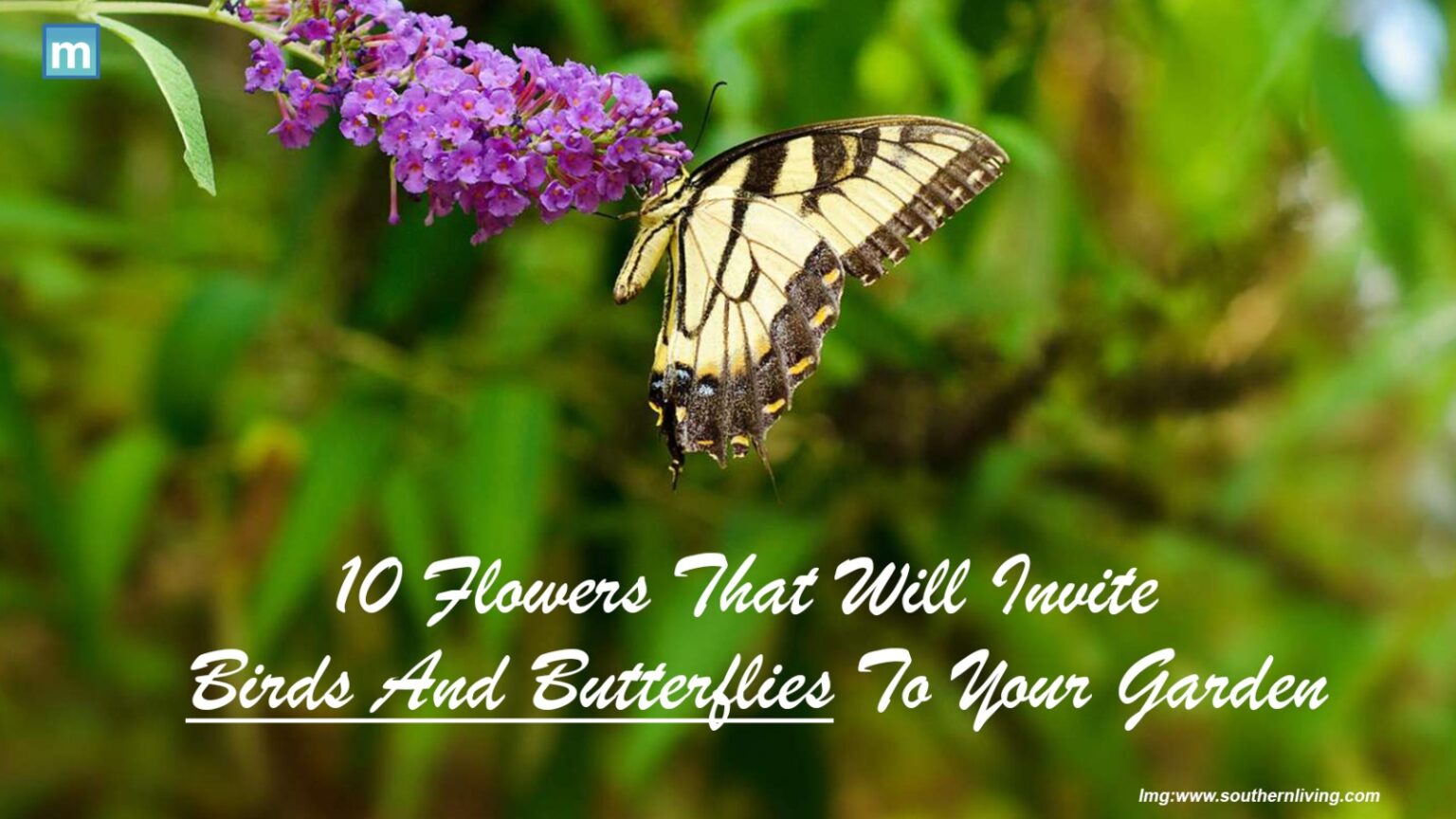 10 Flowers to Attract Birds & Butterflies to Your Balcony