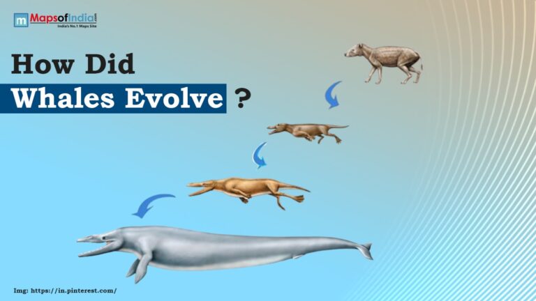 How Did Whales Evolve?