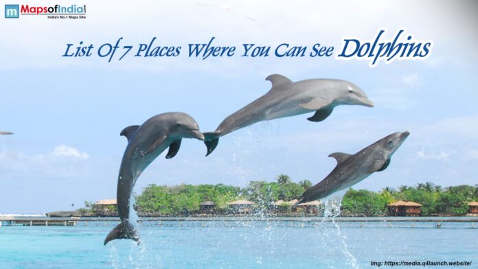life of 7 places where you can see dolphins