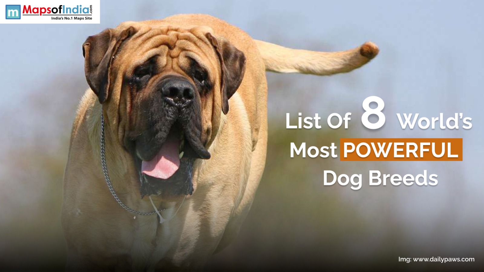 List of 8 world's most powerful dog breeds