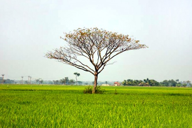 Lush greenery of rural India