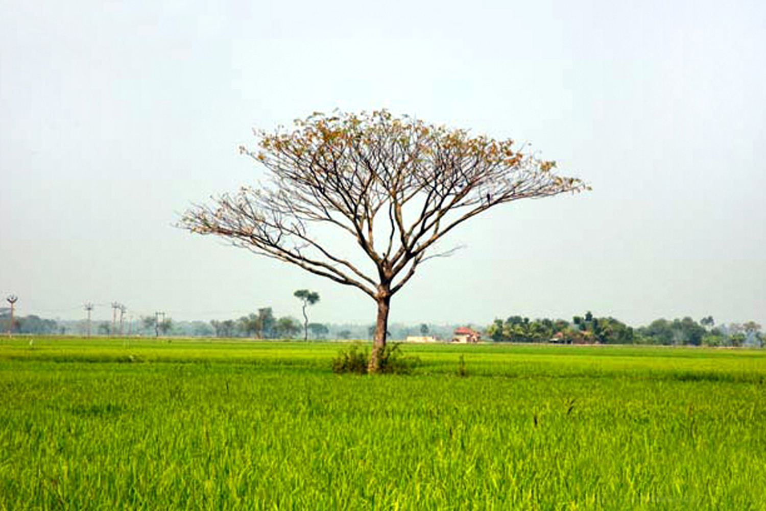 Exploring the lush greenery of rural India