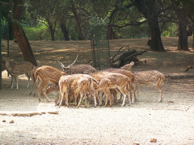 Deer Park Sarnath