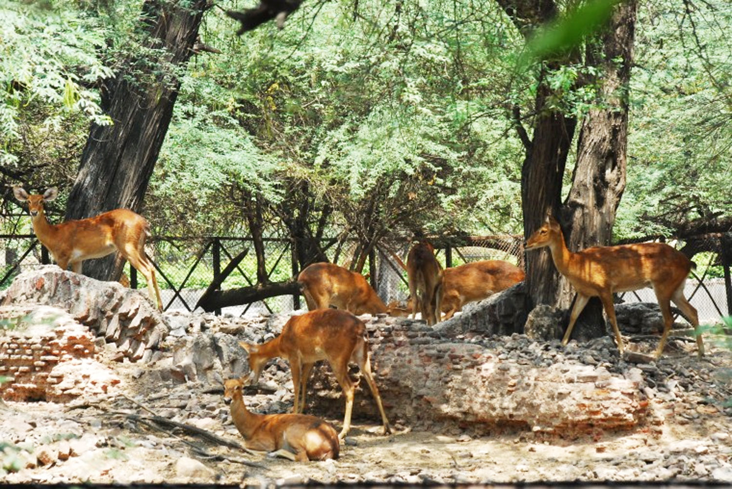 Chidiya Ghar – National Zoological Park in Delhi - India
