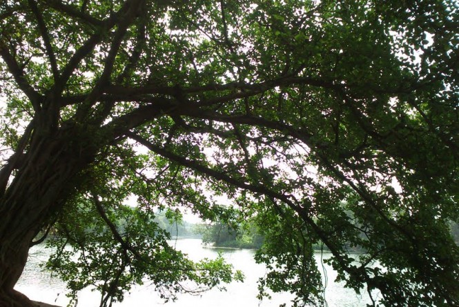 Tree at Rabindra Sarovar Lake