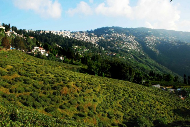 Happy Valley Tea Estate in Darjeeling