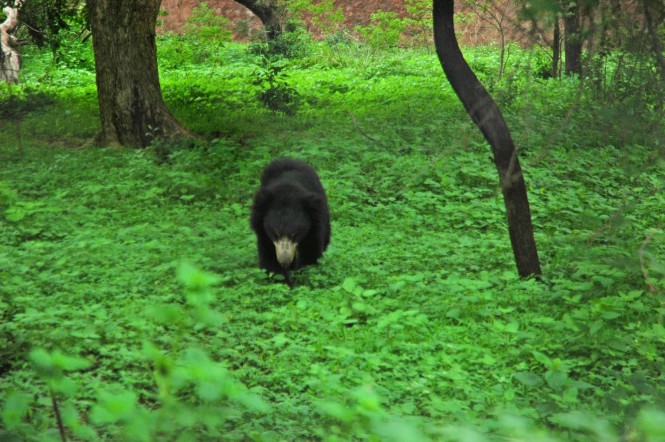 Nehru Zoological Park, Hyderabad