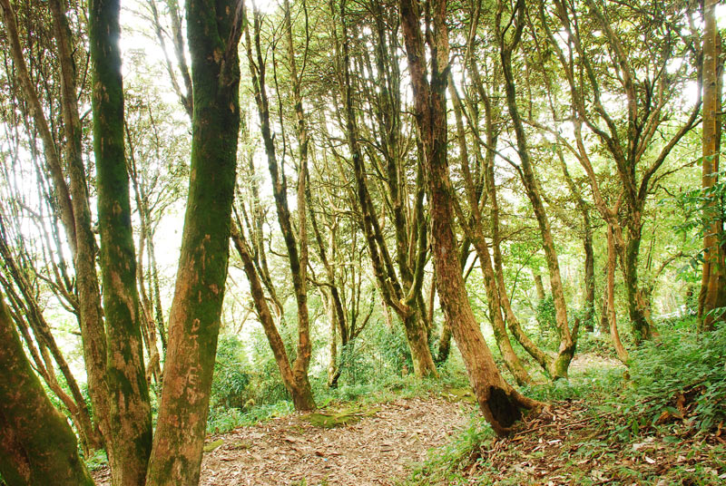 Rhododendron Plants