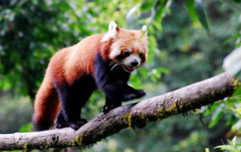 Padmaja Naidu Himalayan Zoological Park