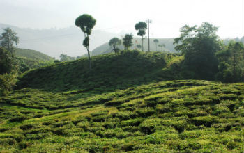 Happy Valley Tea Estate