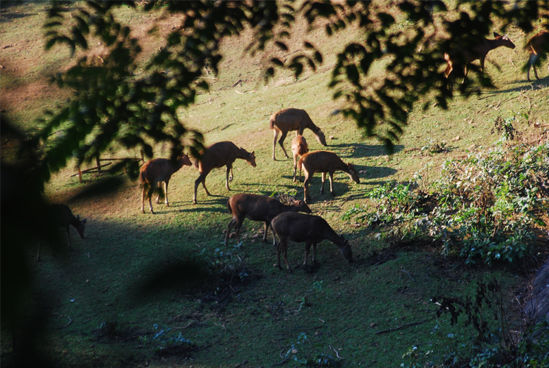 Guwahati Zoo