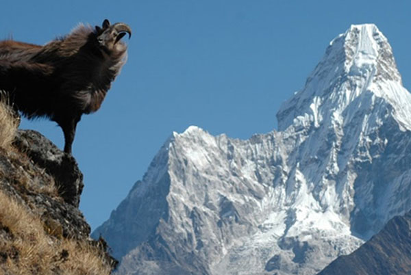 Great Himalayan National Park