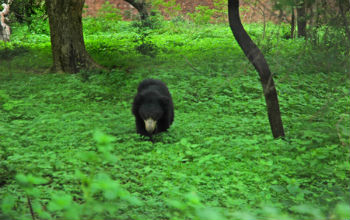 Nehru Zoological Park