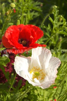 Flowers In Panch Mahal Garden