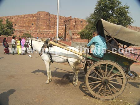 Tonga In Front Of Red Fort