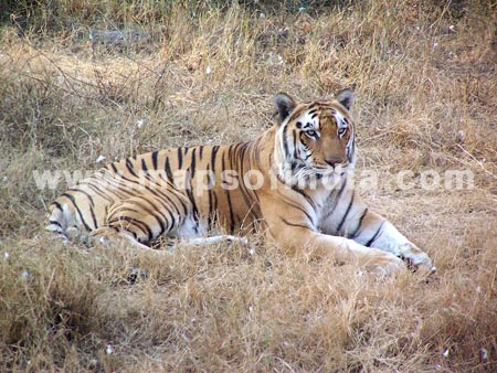 The tiger at rest -Delhi Zoo