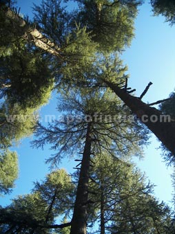 'When Trees Meet the Sky