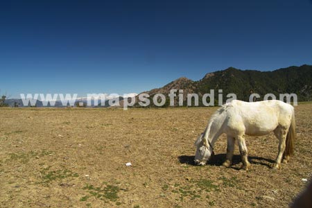 Grazing Alone In The Valley