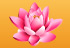 National Flower - Lotus