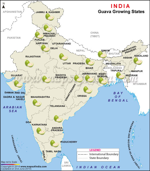 Guava Producing States Map