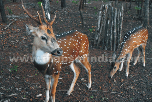 Hirsche in Cotigao Wildschutzgebiet