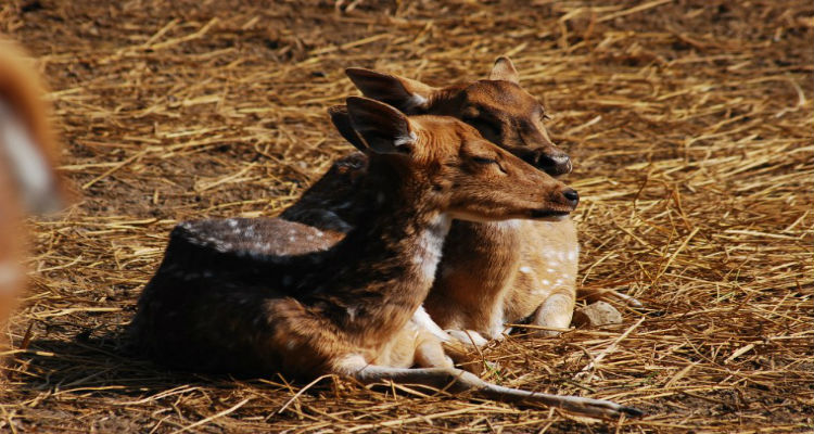 Fawns at Imphal Zoo