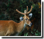 Guwahati Zoo