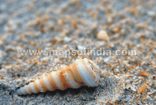 Sea Shell - The Gift of the Nature