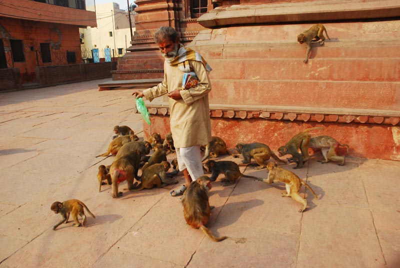 Man giving food to monkeys at Govind Dev Temple Vrindavan