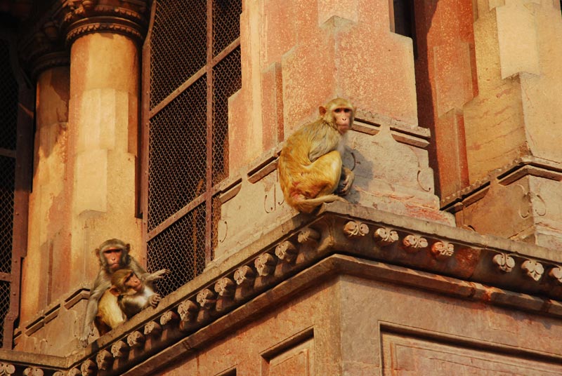 Monkeys in the way to Govind Dev Temple Vrindavan