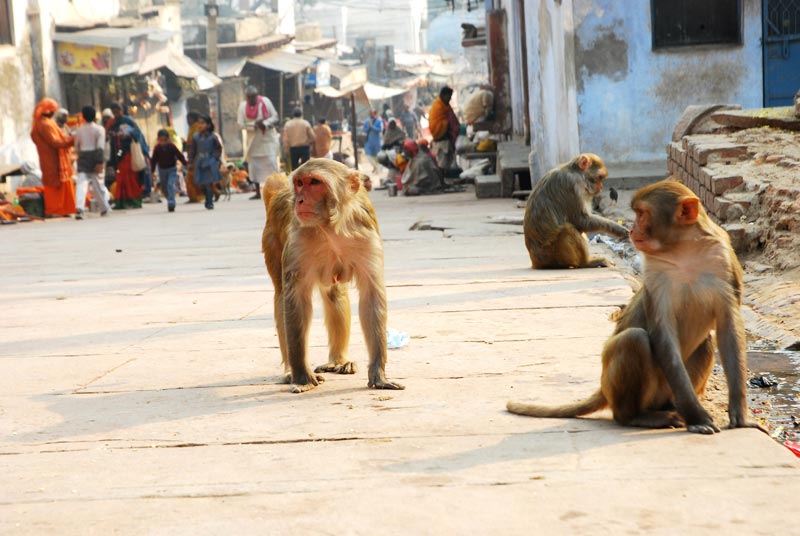 Monkeys in the way to Govind Dev Temple Vrindavan