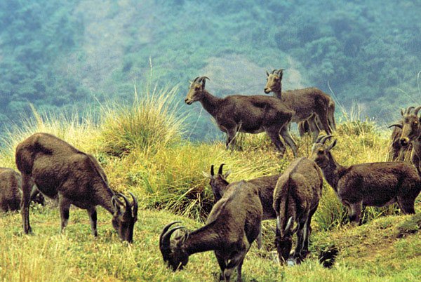 Eravikulam National Park