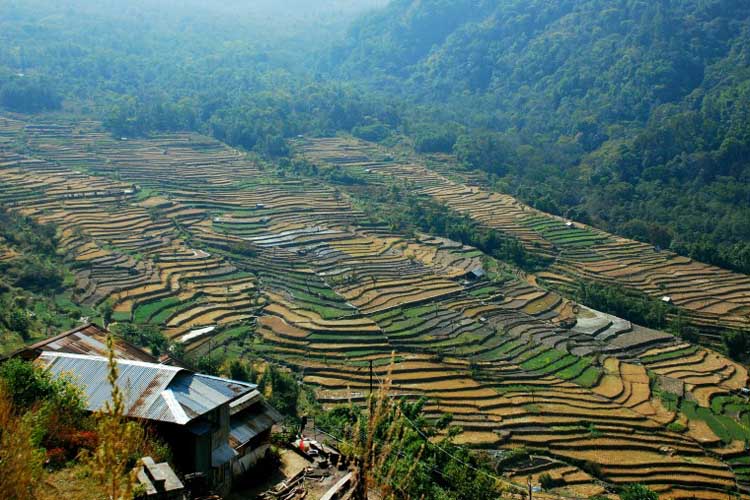 Terrace rice fields