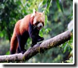 Red Panda in Himalyan Zoological Park
